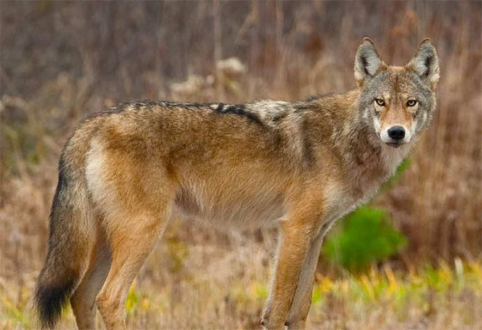 Ottawa protégerait un loup et ses hybrides, dont le coyote